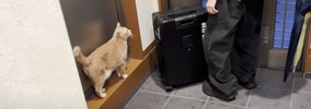 お兄ちゃんが修学旅行に行ったら、猫が……まさかの『切なすぎる姿』が1…