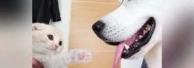 『ハスキー犬に育てられた子猫』→４年後の様子を見てみると…種を超え…