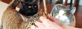 ４匹のネコたちを『たくさんほめて育てた』結果…愛情がこもった『尊い…