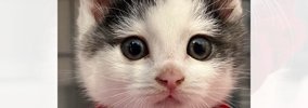 あどけない表情の『アイラインが特徴的な子猫』→成長すると…美しすぎ…