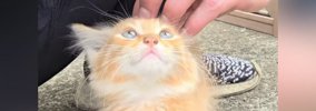 エアコン工事中に出会った小さな子猫を保護→1年後…想像以上に大きくな…
