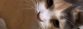 飼い主『思わず2度見したｗ』→目の前にやってきた猫…身に着けていた『…