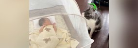 猫が『生まれたばかりの赤ちゃん』に近づかないよう『蚊帳』を設置し…