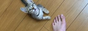 帰宅すると嬉しそうにやって来た保護子猫→次の瞬間…飼い主さんに見せ…