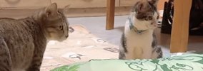 リビングに布団を敷いて仮眠…のはずが、猫たちが集まってきて…『とん…