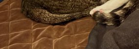 泊まりに来た友人→布団で横になっていると、猫たちが…羨ましすぎる光…