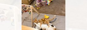 激しくケンカをする2匹の猫→見ていた『赤ちゃんが泣きだした』結果…ま…
