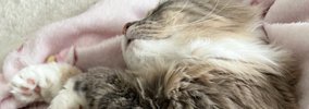 夫から『今天国にいる』とLINE→開いてみた結果……猫たちとの『羨ましす…