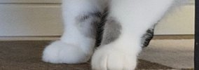 おもちゃを運んできた猫→『口元』をよく見たら、１つではなくて…まさ…