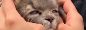 病院から帰ってきた猫→家にいた他の猫から『拒絶』されて…まさかの光…