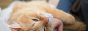 猫が『愛情不足』に陥っているサイン5つ　見逃せない行動やスキンシッ…