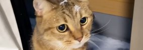 大雪に大興奮する猫→ベランダに出てみると…楽しそうな様子に癒される…