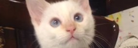 『白猫だと思って飼い始めたら……』成長後→まったく別の色に変わった『…
