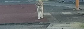 『鳴きながら歩いてくる野良猫』を見守っていると、子猫が飛び出して…