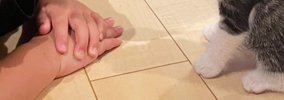 保育園から帰ってきた男の子→子猫のもとへ向かうと…『尊すぎる光景』…