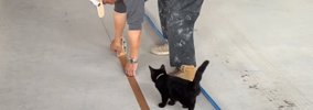 職人さんがテープを貼っていると、子猫が…作業をしているそばで見せた…