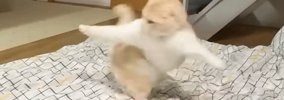 布団を敷くと、猫のテンションが上がって…あまりにも『キレッキレな動…