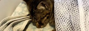 自宅の駐車場でうずくまっていた『瀕死の子猫』→家の中に入れたら…驚…