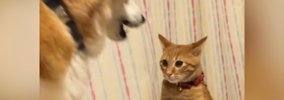犬にちょっかいをかけた猫→ブチギれられた結果…爆笑必至の『まさかの…