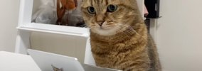 仕事を邪魔する猫に『ミニパソコン』を支給した結果…まさかの"行…
