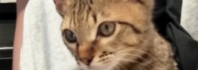 飼い主に向かって鳴き続ける子猫→『抱っこ紐』に入れると…赤ちゃんす…