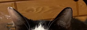 健康診断のため、猫に『明日までごはん抜き』と説明した結果…まさかの…