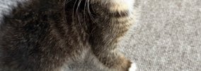 『ええぇっ』動物病院の先生も驚愕…『子猫の顔』を見ると→珍しすぎる…