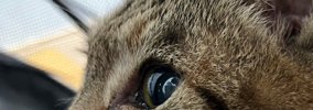 『めっちゃ特徴的な顔、絶対に人気出る』と言われた猫→SNSに投稿して…