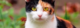 猫の『平均寿命』ってどれくらい？猫種による違いや長寿の秘訣もご紹介