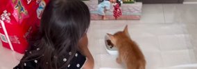 『死にそうだったから』とパパが連れ帰った子猫→子供たちと少しずつ距…