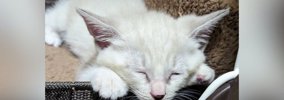 白かった子猫→成長していくと……まさかまさかの『現在の様子』に驚愕の…