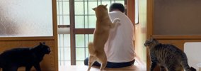 大好きなパパが2日ぶりに帰宅したら、柴犬と猫が…感動的な『再会の瞬…