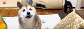 柴犬が猫を探していたので『こたつの中』をあけてみたら…とんでもなく…