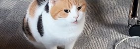 飼い主を起こそうとそばにやってきた三毛猫…控えめで可愛すぎる鳴き声…