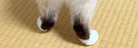 洋服タンスの扉を開けたら、『猫』がやってきて…まるで『泥棒』のよう…