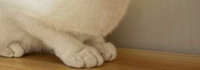 『父ちゃんが撮ったときと母ちゃんが撮ったとき』→あまりにも違う『ネ…