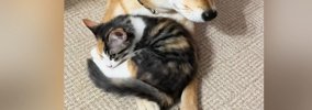 柴犬のことが大好きな保護子猫→腕の上で休ませてもらうと…心温まる『…