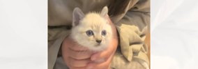 『神社で生まれた猫』を保護して育てた結果…立派に成長した『現在の様…