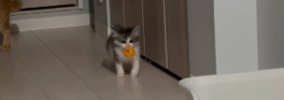 ボールを口にくわえて運び始めた子猫→『向かった先』が…涙が出るほど…