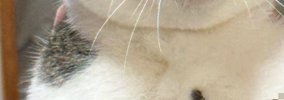 ママに両手で抱えられ、完全に脱力しきった様子の猫→『表情』を見ると…