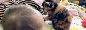 お昼寝している『赤ちゃん』のもとに『三毛猫の赤ちゃん』がやって来…
