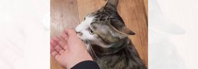 『ママ、こっちに来て』猫に引っ張られてついていくと…涙腺崩壊必至の…