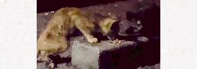 暗闇でゴミをあさっていた『ガリガリの2匹の子猫』を保護したら…家で…