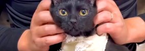 『さわれない』と返されてしまった２匹の猫→服のほつれをハサミで切ろ…