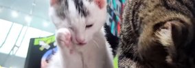 『保護した子猫』を家に連れて帰ったら…先住猫が見せた『まさかの行動…