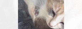 山に置き去りにされていた『必死に我が子を守る母猫』→連れて帰ろうと…