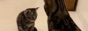 子猫と初めて対面した先輩猫→おててを振り上げ、パンチするかと思いき…