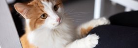 愛猫があなたの『膝に乗ってくる』ときはどんな気持ち？4つの心理　ど…