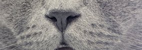 眠っているネコの『顔』を見たら…衝撃的すぎる光景に３万いいねの反響…