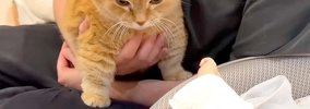赤ちゃんを遠くから見守る２匹のネコ→泣き声を聞いた瞬間…『微笑まし…